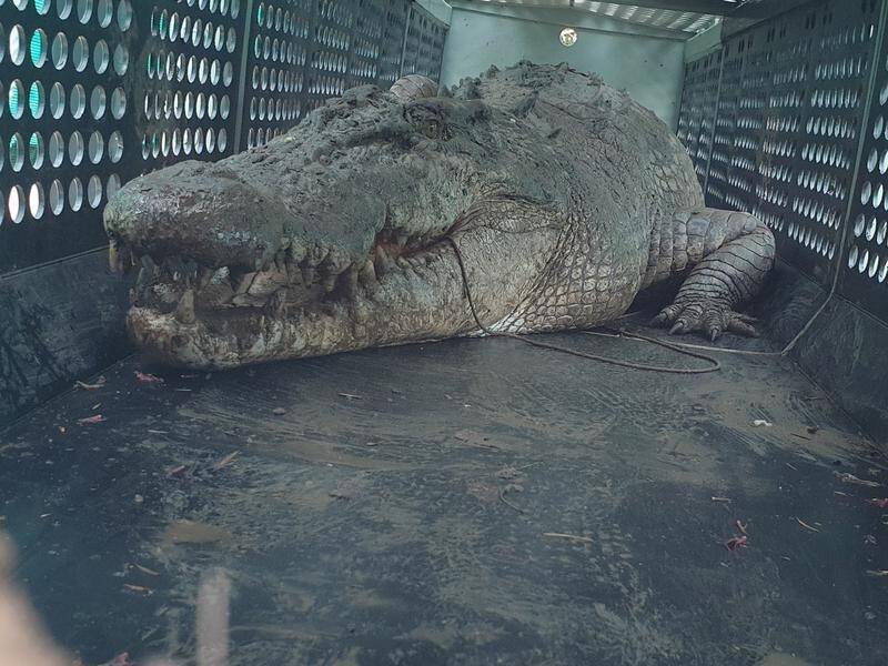 A huge croc that stalked farm animals has been caught after evading wildlife officers for weeks. (HANDOUT/DEPARTMENT OF ENVIRONMENT SCIENCE AND INNOVATION)