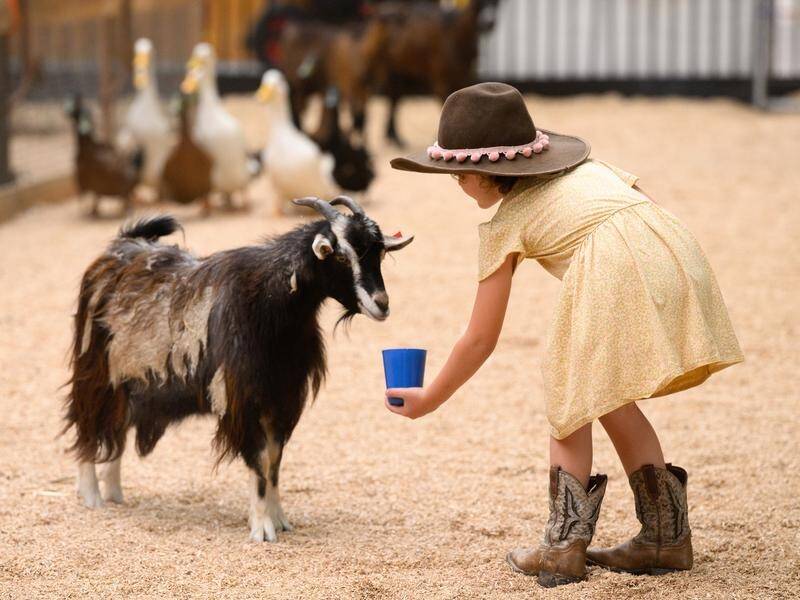 Goat entries have doubled this year at the Sydney Royal Easter Show. (Dan Himbrechts/AAP PHOTOS)