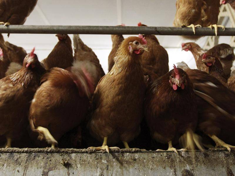 A NSW parliamentary committee has called for battery hens to be phased out.
