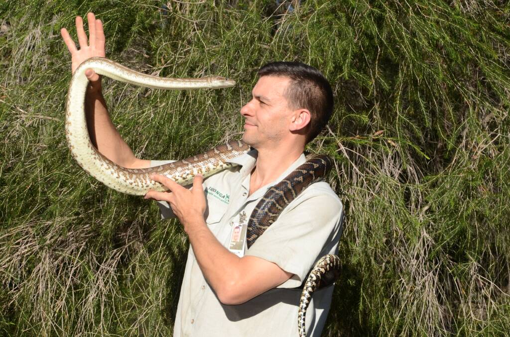 Dubbo Zookeeper Greg Kirk with a Centralian Carpet Python. 				 Photo: TAYLOR JURD