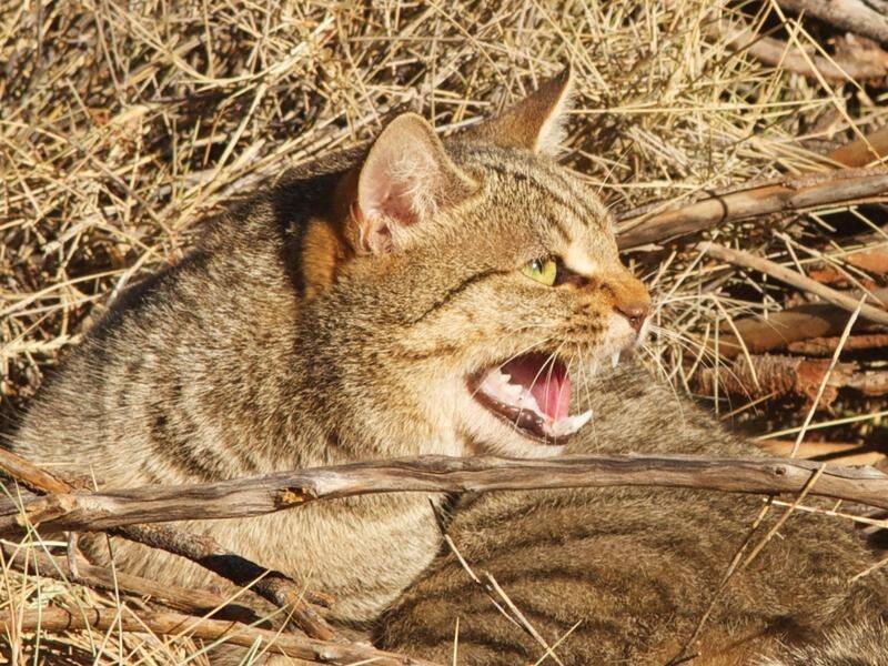 A government draft plan aims to protect native species under threat from both feral and pet cats. (PR HANDOUT IMAGE PHOTO)