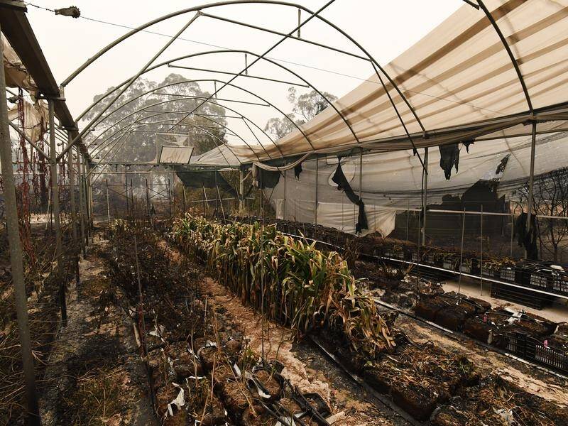 A new report outlines the billions of dollars lost to agriculture during the Black Summer bushfires.