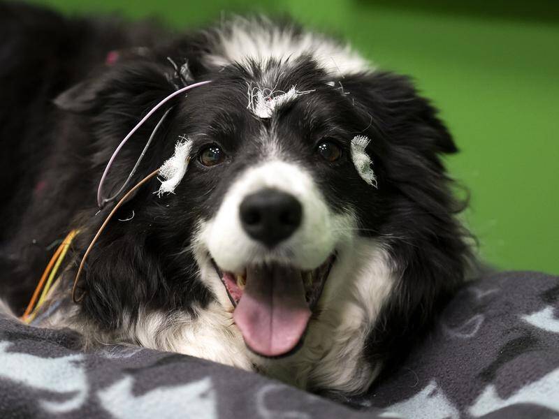 A small study of canine brain waves has found dogs can associate words with objects, like humans do. (AP PHOTO)
