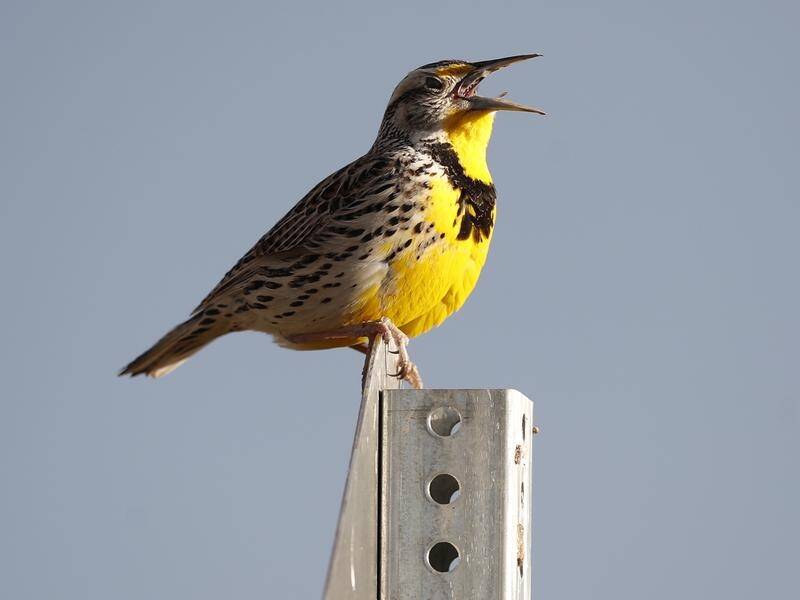 Scientists have found that bird numbers in the US have dropped by nearly 3 billion since the 1970s.