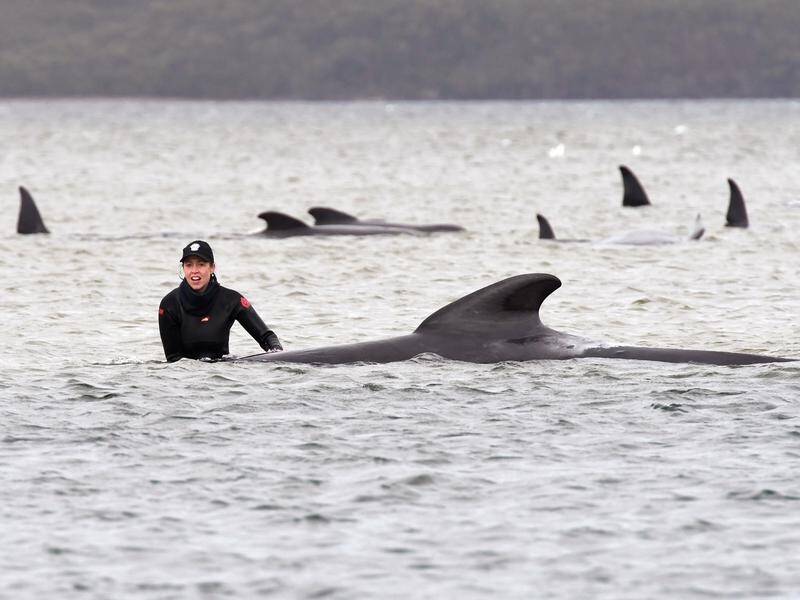 Rescuers have saved 94 pilots whales from a harbour on Tasmania's west coast.