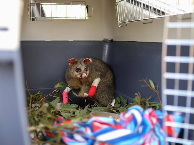As many as three billion animals are thought to have been impacted by the summer bushfires