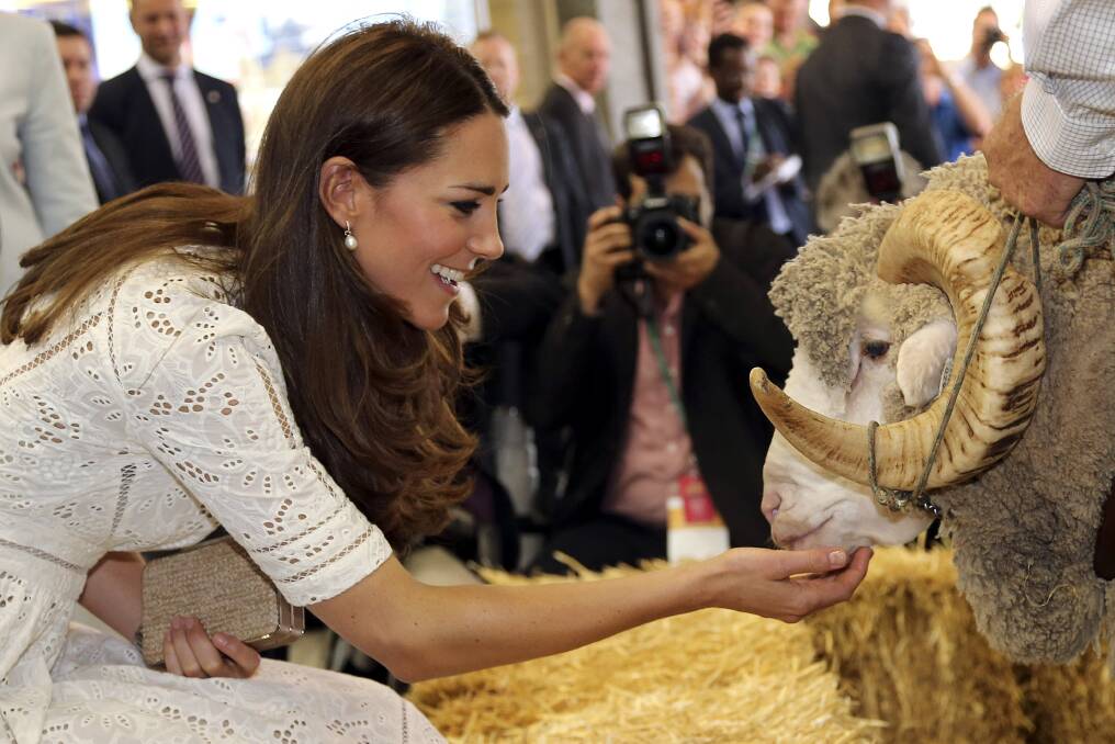 Catherine, Duchess of Cambridge pats Fred the Merino Ram during a visit to the Sydney Royal Easter Show.          Photo: Rob Griffith - Pool