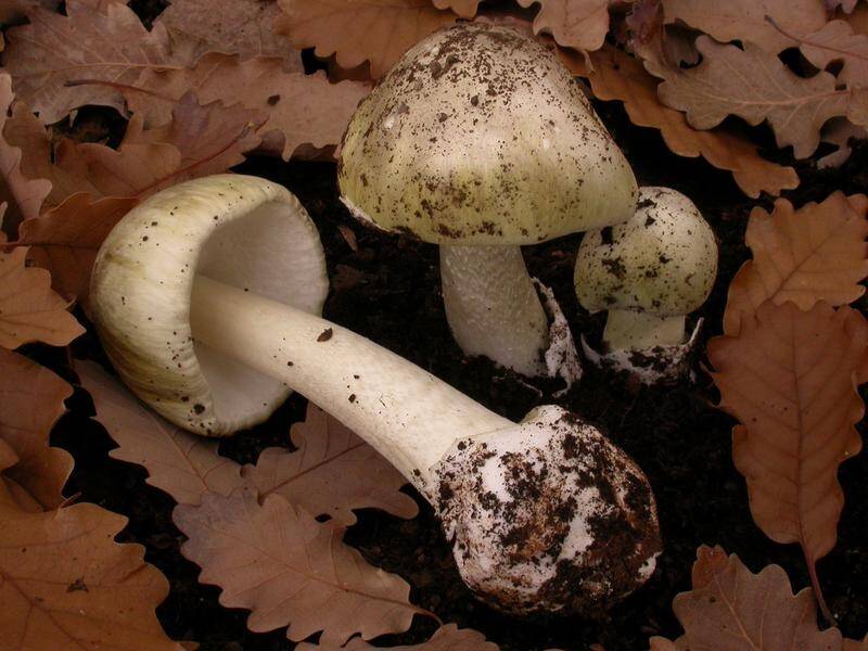 Symptoms of death cap mushroom poisoning can include stomach pains, nausea, vomiting and diarrhoea.