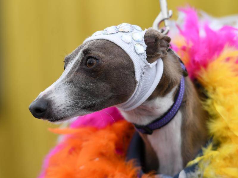 Dogs had their day parading at the WorldPride fair in Sydney, among a rainbow of activities. (Steven Saphore/AAP PHOTOS)