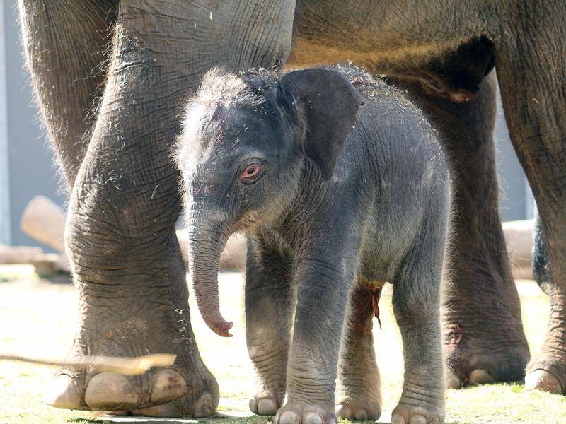 Asian Elephant Porntip has welcomed a baby girl at Taronga Western Plains Zoo in NSW.