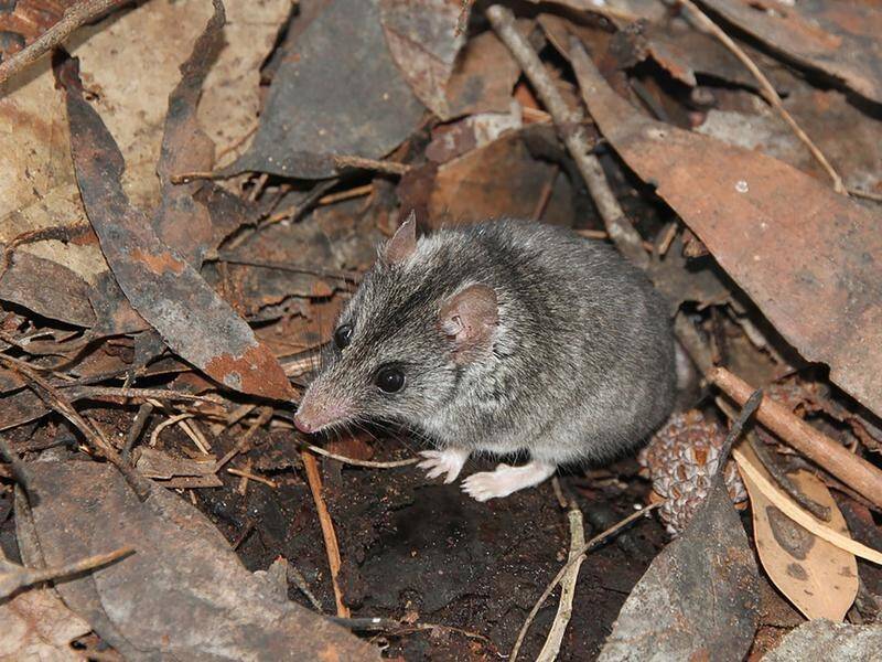 The Kangaroo Island Dunnart is just one of the species to benefit from new federal recovery funding.
