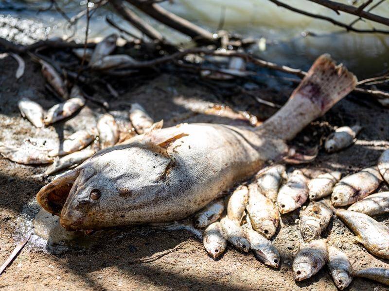 The mass fish kill-off near Menindee is an environmental threat that needs to be cleared urgently. (Samara Anderson/AAP PHOTOS)