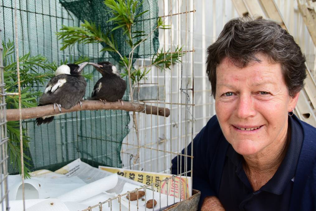 WIRES volunteer Mandy Bye with two rescued magpie chicks she is helping back to health.                            Photo: BELINDA SOOLE