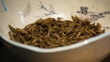 Black soldier fly larvae can be used to get rid of food waste. (PR HANDOUT IMAGE PHOTO)