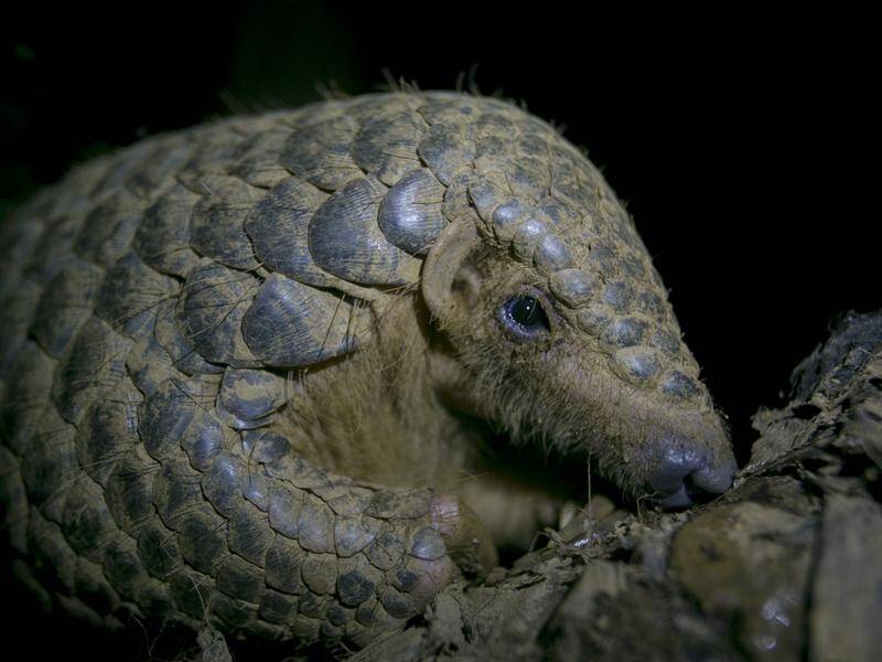 Scientists say pangolins could be linked to coronavirus and should be removed from 'wet markets'.