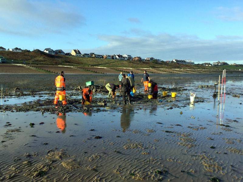 Volunteers have found the remnants of a 16th century shipwreck submerged on an English mudflat.