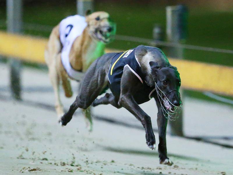 Leading NSW breeder Paul Wheeler has been banned from greyhound racing for at least six months.