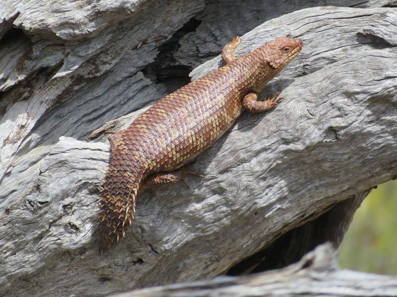 An endangered western spiny-tailed skink. (HANDOUT/HOLLY BRADLEY)