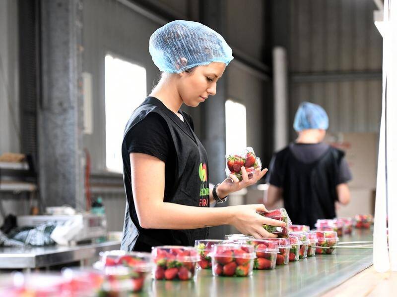 Women now make up a third of Australia's agriculture workforce. (Dan Peled/AAP PHOTOS)