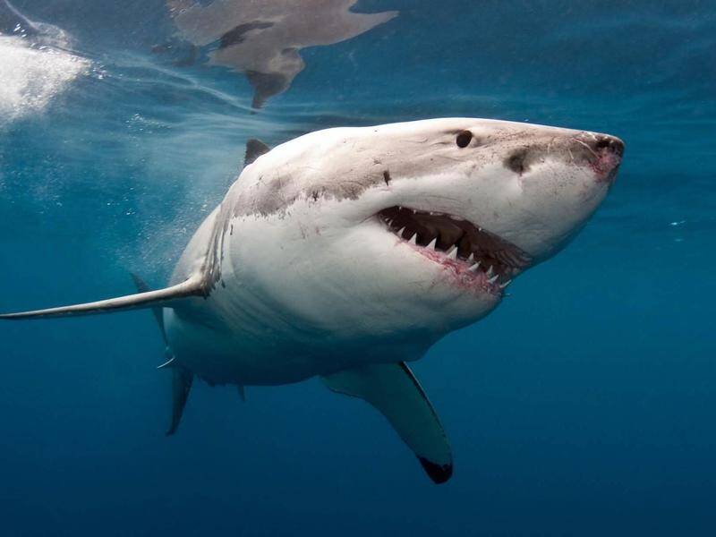 Researchers attached video cameras to great white sharks to see how they used energy when hunting.