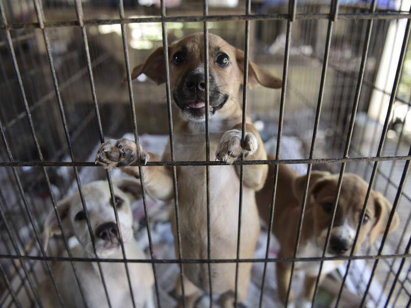 About 23,000 dogs enter NSW pounds each year, according to the RSPCA. (AP PHOTO)