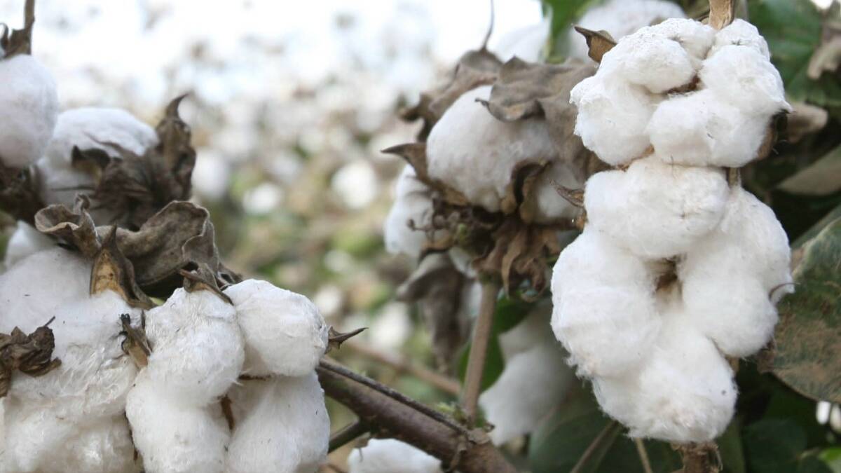 Warning for cotton growers