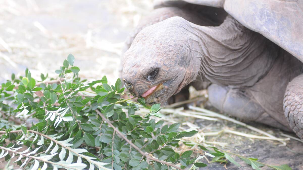 Take a look at the Galapagos Tortoise found at Taronga Western Plains Zoo in Dubbo. 