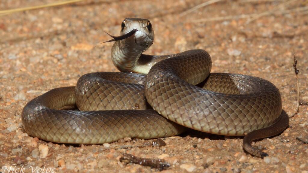 Emergency services warn about danger of snake bites