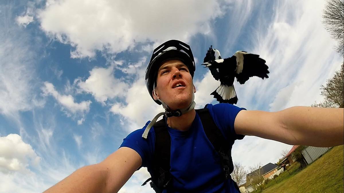 BRAVE SOUL: 21 year-old Bathurst resident, James Dibley, took a magpie on.