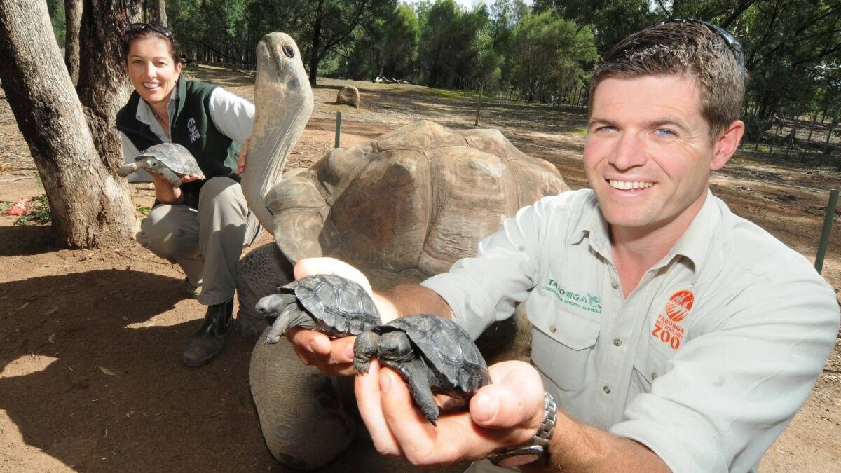 Taronga Western Plains Zoo keeper Nick Hanlon holds two two-month-old Galapagos Tortoises while supervisor Jennifer Conaghan holds three-year-old NJ and pats an adult male tortoise. Photo: LOUISE DONGES