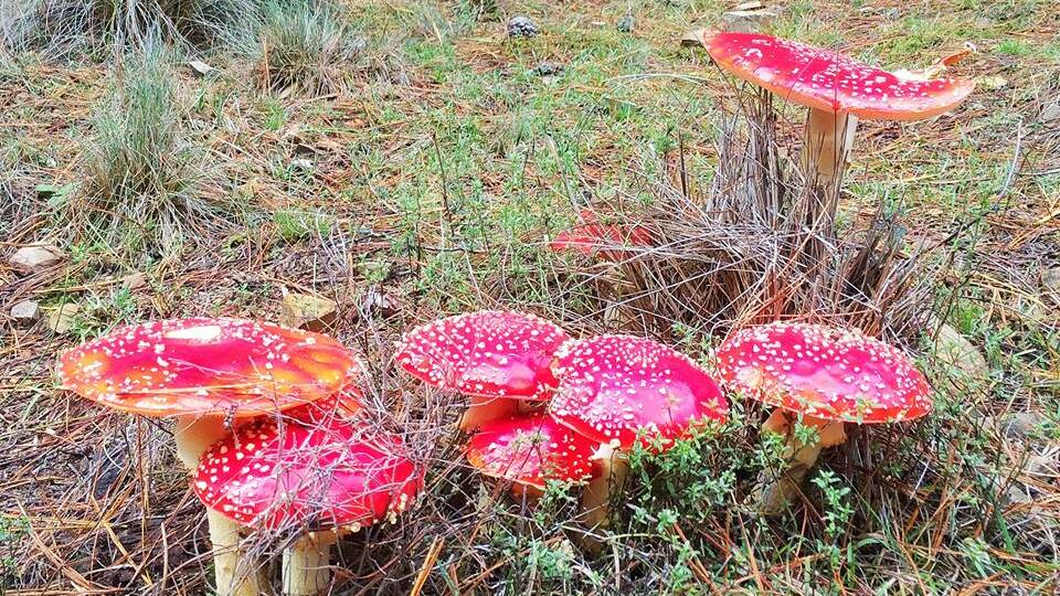 Don't eat wild mushrooms, authority sounds alert for poisoning