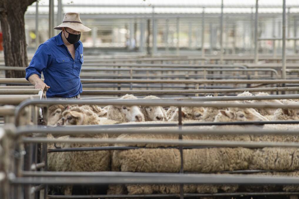 During COVID-19 there was a change in atmosphere felt at the Dubbo Regional Livestock Markets. Picture: File
