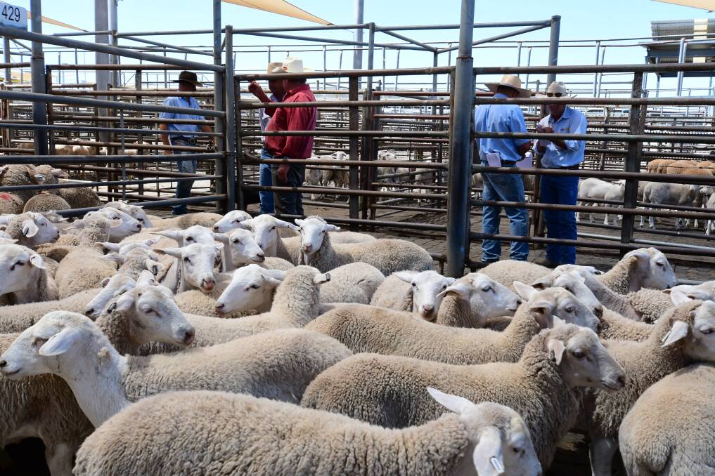 GREAT RESULTS FOR PRODUCERS: Wool, lamb, mutton and beef are all returning outstanding results to producers. Beef prices have declined, but are still at historically high levels. Photo: FILE