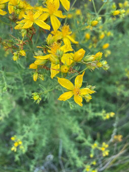 INVASIVE: St John's wort is an upright woody weed with a bright yellow flower. Picture: CONTRIBUTED