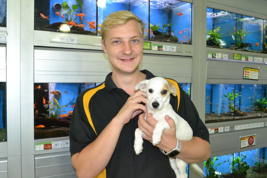 SMILES ALL ROUND: Petbarn Dubbo employee Oliver Dorrough with puppy Pinky, one of the dogs available for adoption at the store which will benefit from the donations. Photo: ORLANDER RUMING 