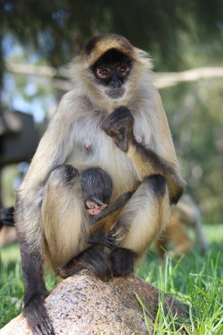 NEW ADDITION TO THE FAMILY: Black handed spider monkey Havana with her new baby, who was born on February 24, on exhibit at Taronga Western Plains Zoo. Photo: CONTRIBUTED