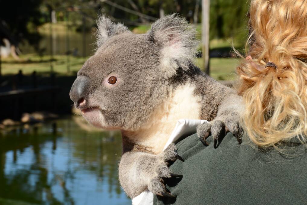 ROYAL VISIT: Despite his connections to the royals, koala Luca has been living a quiet life at Taronga Western Plains Zoo. Photo: BELINDA SOOLE
