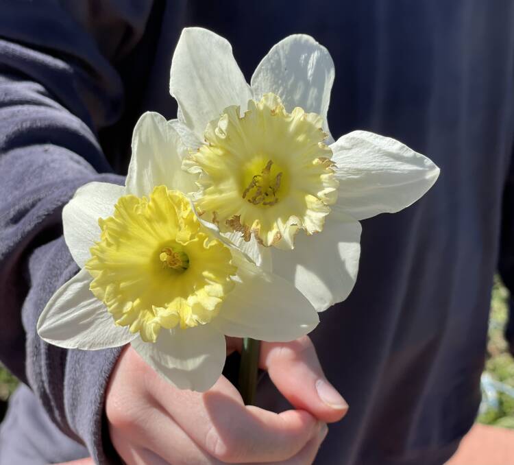 RAISING MONEY: While the Daffodil Day stalls will not be going ahead this year, support for Cancer Council is still needed. Photo: FILE