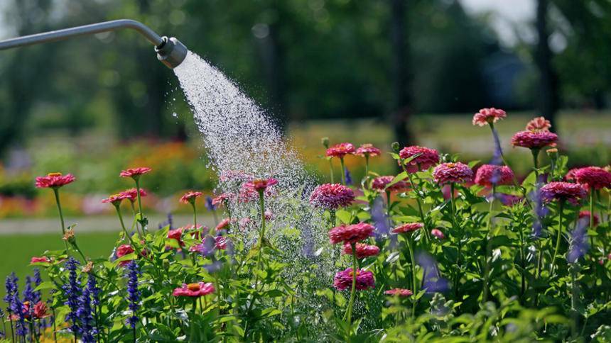 Lawns and gardens can be watered for a maximum of 30 minutes on Wednesdays and Sundays. Photo: FILE