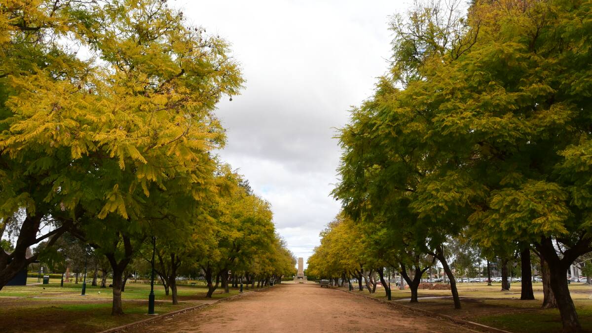 Council looks at street trees for another revenue stream