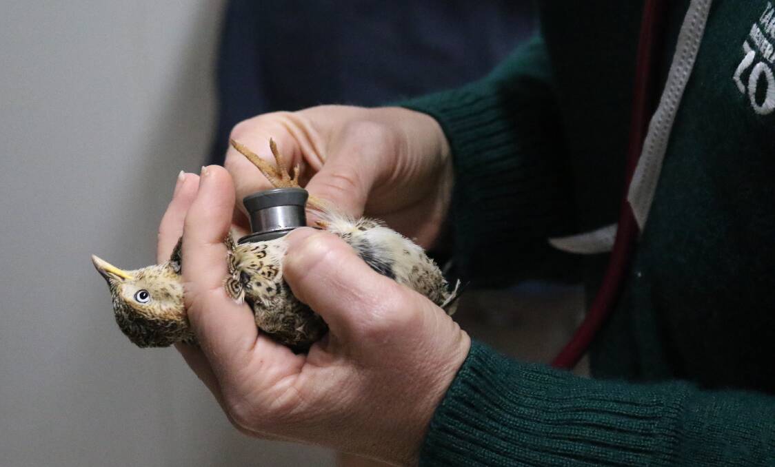 CHECK UP: Two rare plains-wanderer chicks at Taronga Western Plains Zoo received a thorough vet check. Photo: CONTRIBUTED