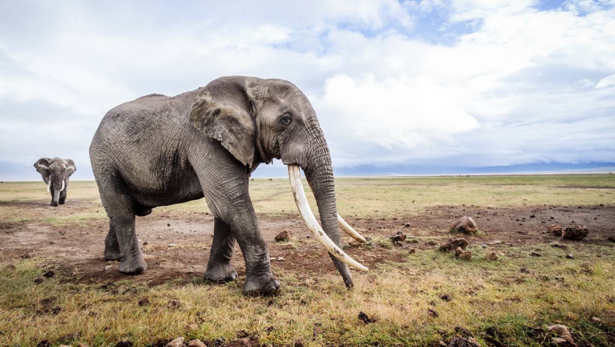 GREAT ANIMALS: The Askari Project's fundraising events will help Tsavo Trust to monitor the nine recognised Tuskers in the Tsavo region and those that are emerging. Photo: BOBBY-JO VIAL