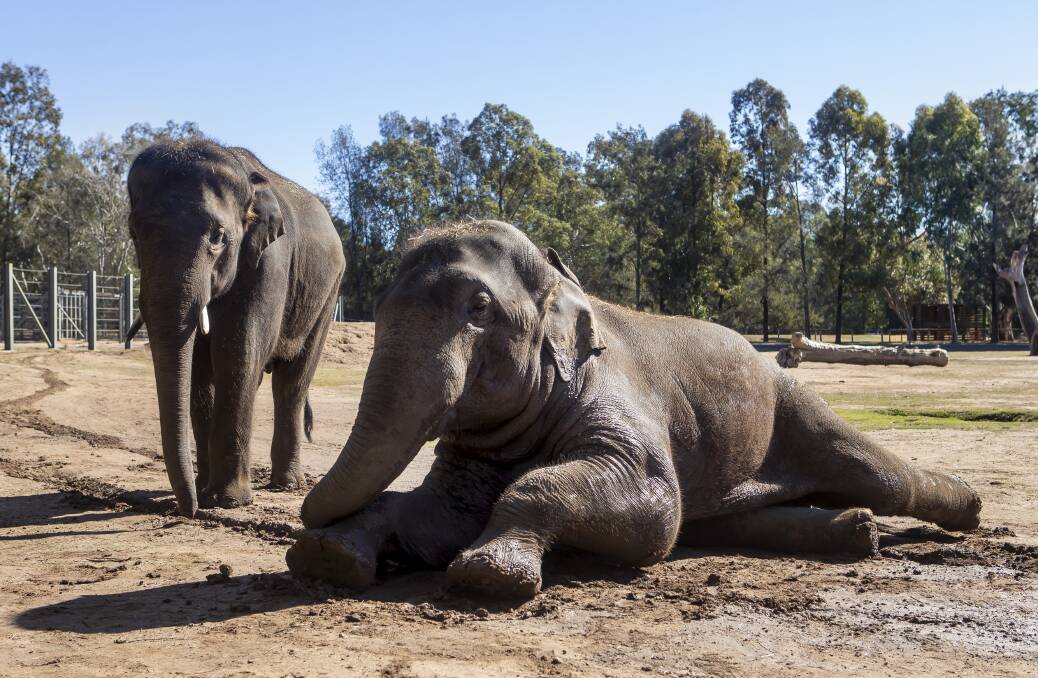 NEW HOME: Luk Chai with Pathi Harn at Dubbo's Taronga Western Plains Zoo. Luk Chai will now live will a new herd in Melbourne to fulfill his role in conserving his species. Photo: RICK STEVENS