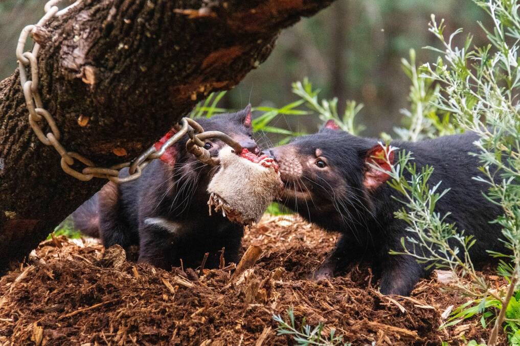 Daily talks on the Tasmanian devil will be held throughout the school holidays. Picture: Harry Vincent
