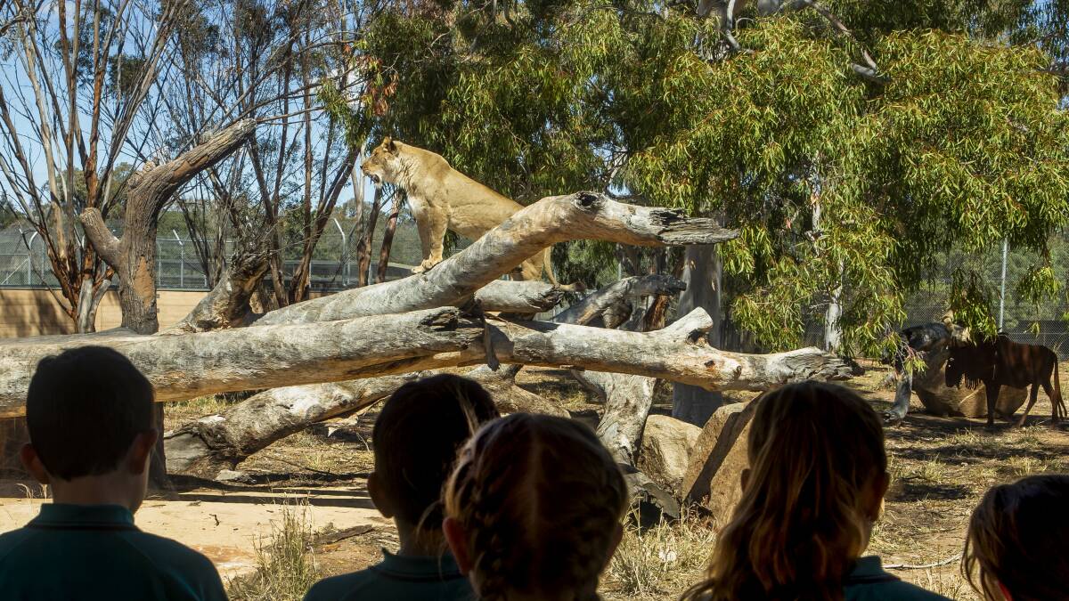 Zoo chat | Have a zoo adventure these school holidays