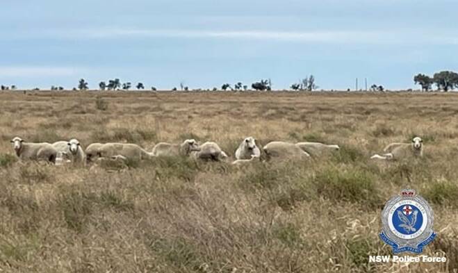Police are investigating a series of sheep thefts in the Walgett area. Photo: NSW Rural Crime Prevention Team Facebook page.