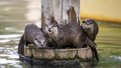 HANING OUT: Each member of the otter family at Taronga Western Plains Zoo has a different personality. Picture: RICK STEVENS