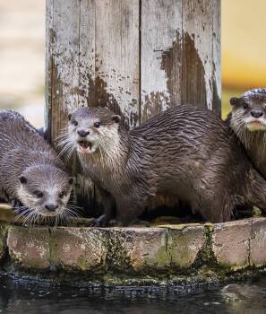 HANING OUT: Each member of the otter family at Taronga Western Plains Zoo has a different personality. Picture: RICK STEVENS