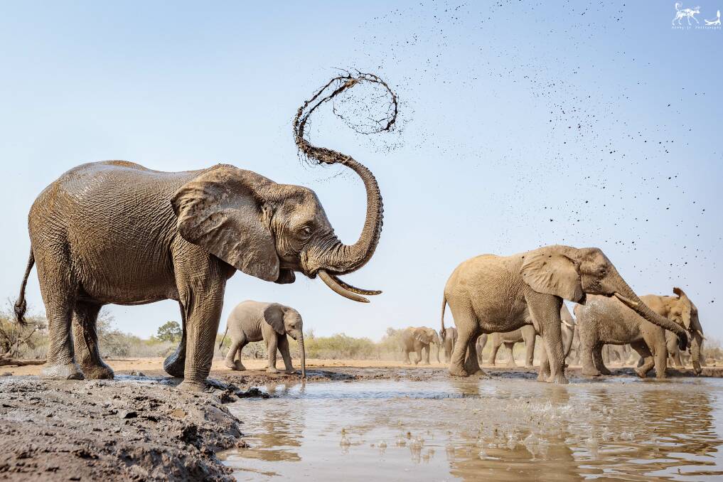 Elephants world. Фотосафари. Африканский слон и индийский слон. Фон Африка. Иона заповедник в Африке.