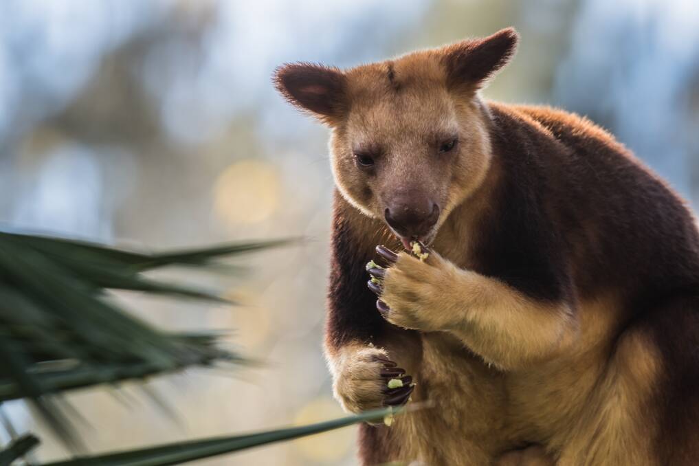 Tree kangaroo numbers are declining in the wild. Photo: KARLEEN MINNEY